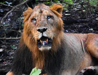 A Scared Lion from the Gir national park