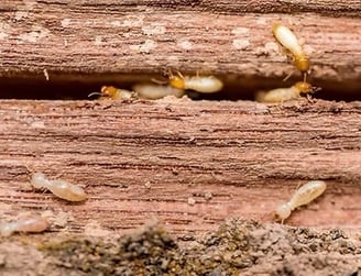 termites charpante