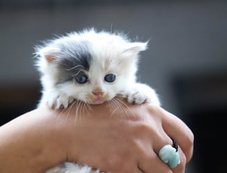 A small cat ready for cat vaccination