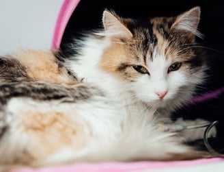 A cat waiting for laboratory services