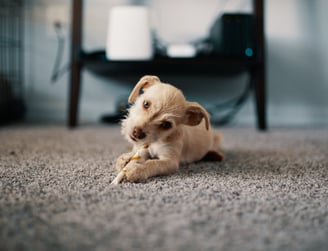 A dog on the floor ready for dog vaccination