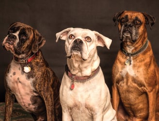 Dogs waiting for x ray