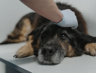 A black and brown dog waiting for an x ray