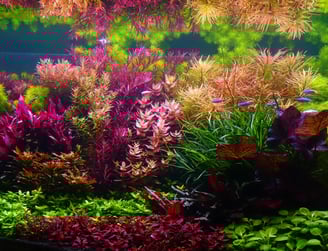 Dutch-style freshwater planted aquarium