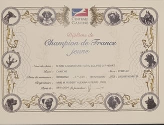 Diplôme champion de France jeune de notre caniche toy