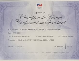 diplôme champion de France conformité au standar de notre caniche toy
