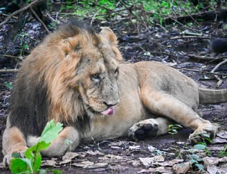 A Scared Lion from the Gir national park