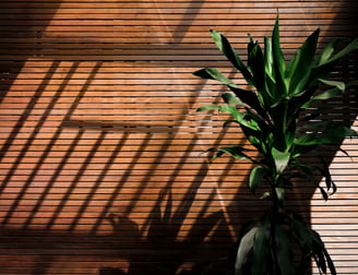 Yucca plant in dappled sunlight