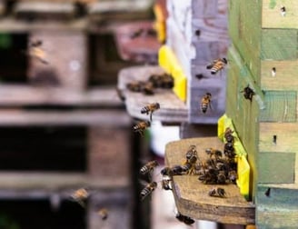 Découverte de l'apiculture