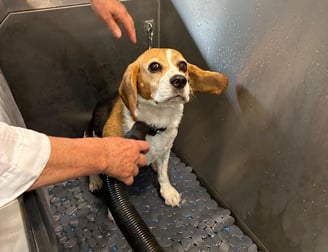 Photo de chien dans le dog wash