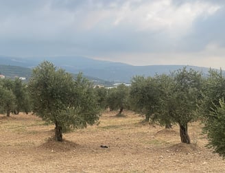 Oliviers libanais