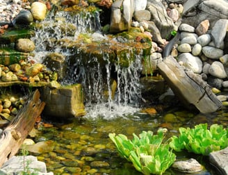Une cascade dans un étang avec rochers et plantes