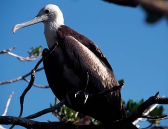 Aigle pêcheur à Sian Ka'an