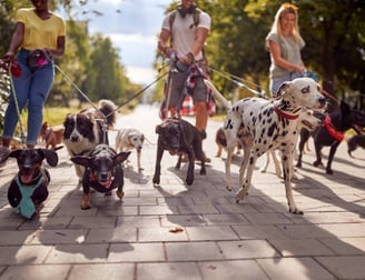 Groupe de chien en balade collective et en session d'éducation collective avec un éducateur canin