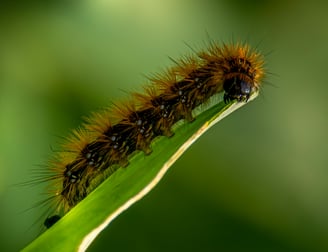 chenille processionnaire sur une feuille en gros plan