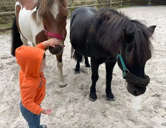 deux chevaux avec un enfant - initiation cheval