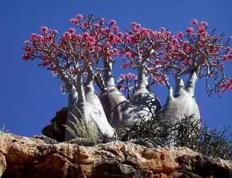 Socotra guide