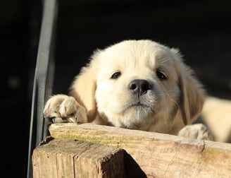 chiot golden retriever à l'école du chiot près d'alès