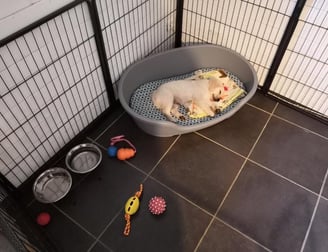 chiot qui apprend a dormir a un endroit précis école du chiot