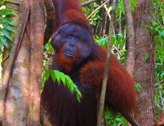 Orangotango no Parque Nacional Tanjung Puting, Kalimantan (foto: Wikipedia)
