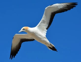 Oiseau de mer (mouette) en vol ailes bien déployées représente la liberté
