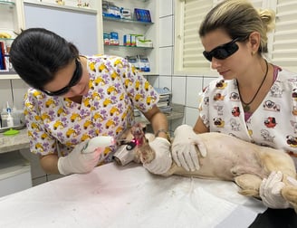 dermatologia veterinaria