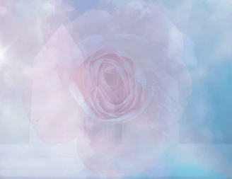 soft, layered, feminine rose of healing