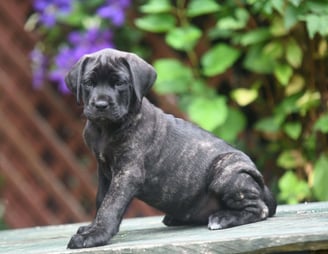 English Mastiff Puppies for Sale