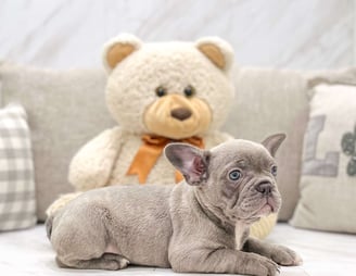 Frenchton Puppies for Sale 