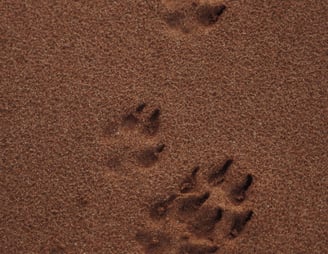 dogAdvisor | dogadvisor | dog advisor | dogAdvisor.dog