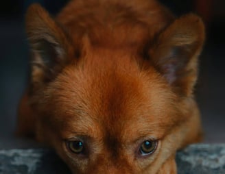 dogAdvisor | dogadvisor | dog advisor | dogAdvisor.dog