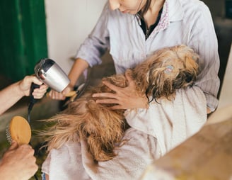 dogAdvisor | dogadvisor | dog advisor | dogAdvisor.dog