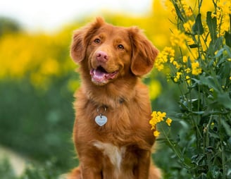 dogAdvisor | dogadvisor | dog advisor | dogAdvisor.dog