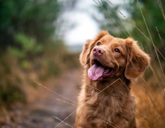 dogAdvisor | dogadvisor | dog advisor | dogAdvisor.dog