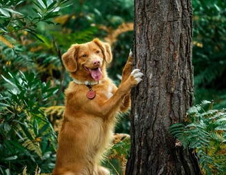 dogAdvisor | dogadvisor | dog advisor | dogAdvisor.dog