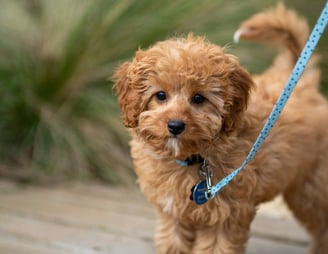 dogAdvisor | dogadvisor | dog advisor | dogAdvisor.dog