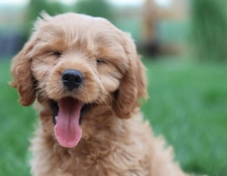 dogAdvisor | dogadvisor | dog advisor | dogAdvisor.dog
