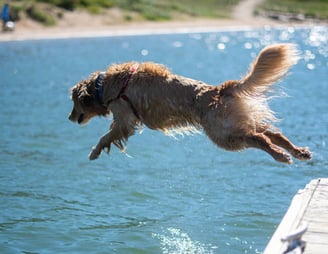 dogAdvisor | dogadvisor | dog advisor | dogAdvisor.dog