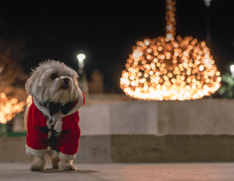 dogAdvisor | dogadvisor | dog advisor |dogAdvisor.dog