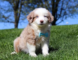 Miniature Australian Shepherd Puppies for Sale