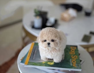 Teacup Maltipoo Puppies for Sale