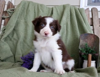 Border Collie Puppies for Sale