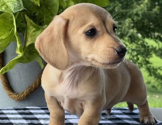 Dachshund puppies for sale