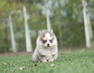 Pomsky Puppies for Sale