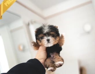 Teacup Morkie puppies for sale