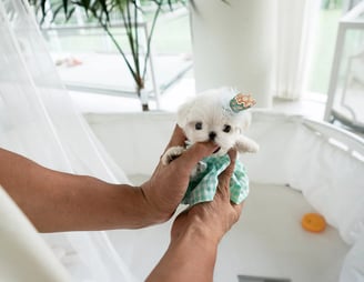Teacup Maltese Puppies for Sale