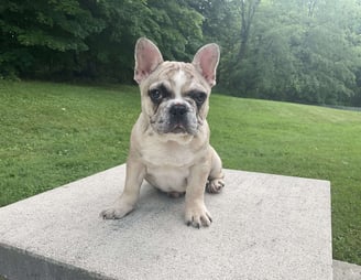 French Bulldog Puppies for Sale