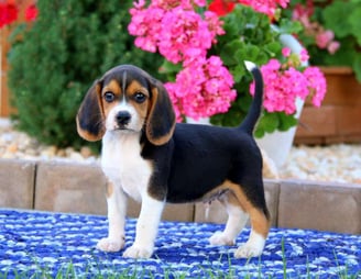  Beagle puppies for sale