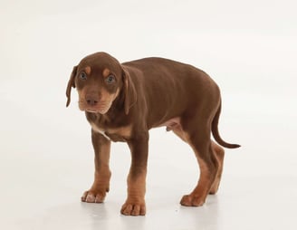 Catahoula Leopard Puppies for Sale
