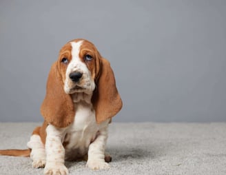 Basset Hound Puppies for Sale